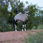 Gemsbok 1